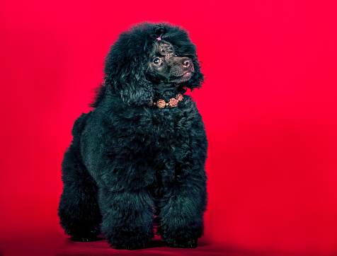 A black royal poodle on red background standing in studio, isolated.