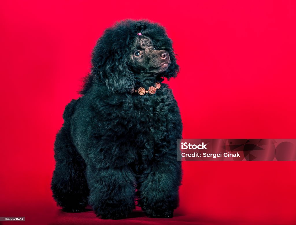 A black royal poodle. A black royal poodle on red background standing in studio, isolated. Dog Stock Photo