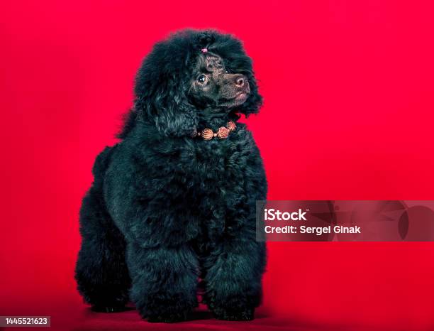 A Black Royal Poodle Stock Photo - Download Image Now - Dog, Royalty, Animal