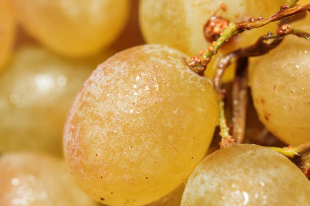 ripe yellow grape berry with water drops close-up