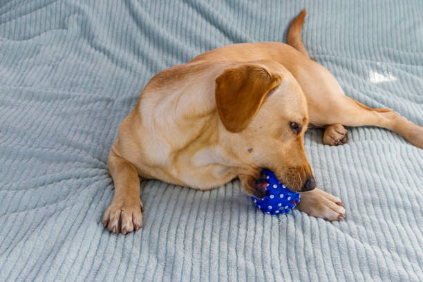 Labrador retriever dog playing with ball toy