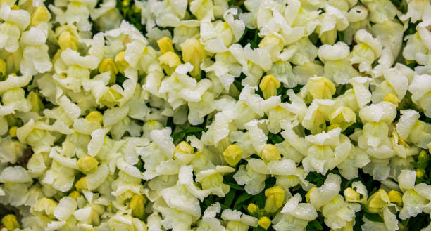 istock Texture of Yellow Snapdragon flower. 1445522095