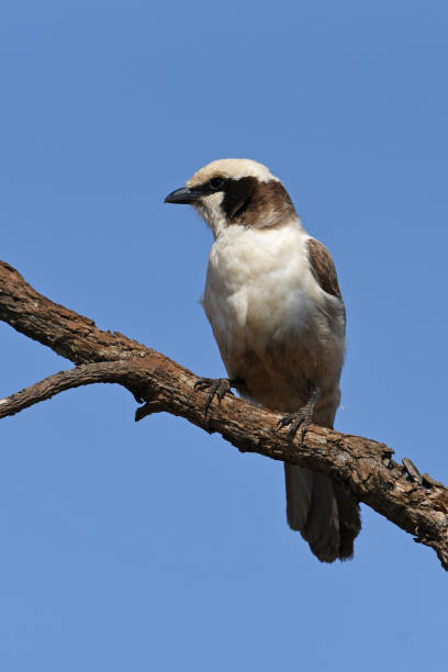 istock Southern White-crowned Shrike (Eurocephalus anguitimens) perching on a tree branch 1445523676