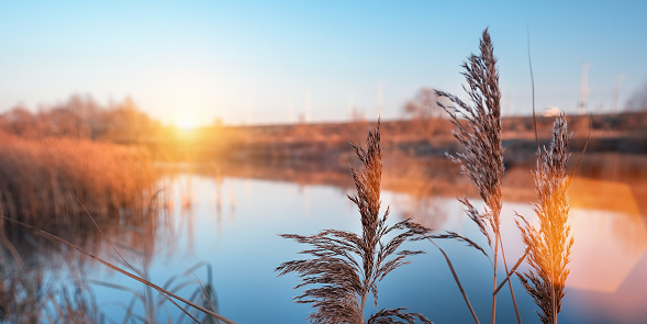 Fluffy reed plant growing on river bank at sunset. Wildlife and nature concept.