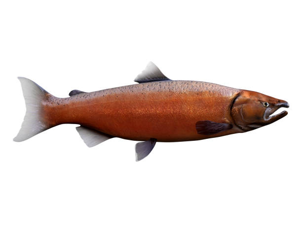 왕연어 - chinook salmon 뉴스 사진 이미지