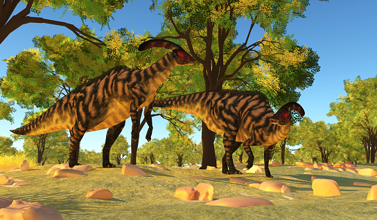 Herbivorous Hadrosaurs called Parasaurolophus dinosaurs lived during the Cretaceous Period of North America.