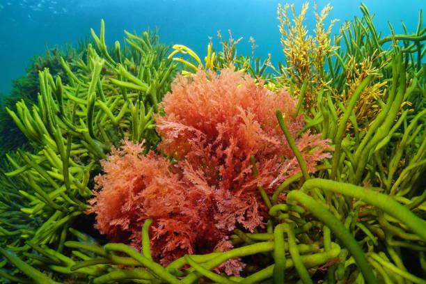 Red alga Plocamium cartilagineum and green alga Codium tomentosum Red alga Plocamium cartilagineum and green alga Codium tomentosum, underwater in the Atlantic ocean, Spain red algae stock pictures, royalty-free photos & images