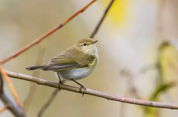 Common Chiffchaff (Phylloscopus collybita) is a common bird that lives in forests, sparsely wooded lands, parks, bushes and gardens.