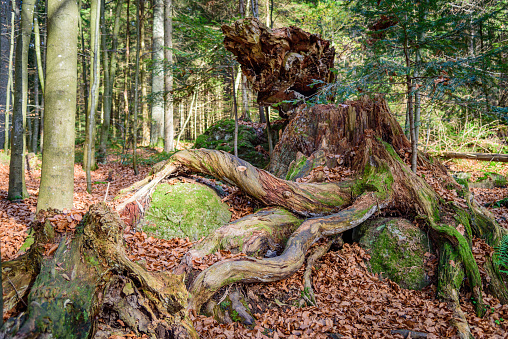 Old tree stump with impressive roots