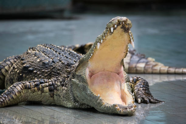 Crocodile open big mouth on the ground, close up.