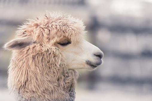 Cute Alpaca face in farm, focus on eyes, close-up with copy space.