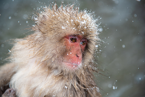 Travel in Japan, Cute and lovely Monkey with falling snow, Jigokudani park, Japan.