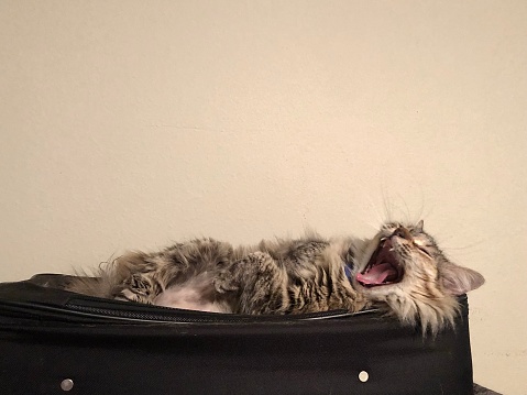 Domestic long-haired grey/black cat in mid-yawn.