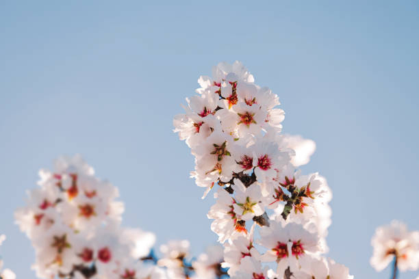 istock Blooming almond tree branches over the blue sky, 1445527330