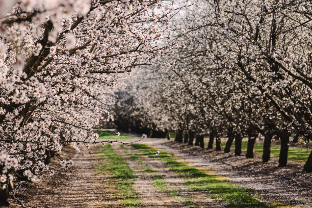 istock Almond farm at spring, rows of white blooming trees 1445527332