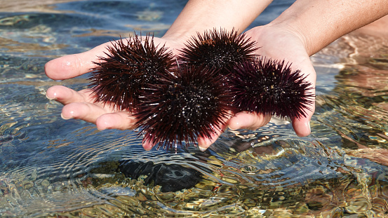 A lot of sea urchins in a woman's hand in the sea. Summer time Aegean sea