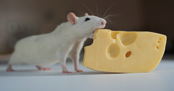 Close-up of domestic white rat eating cheese