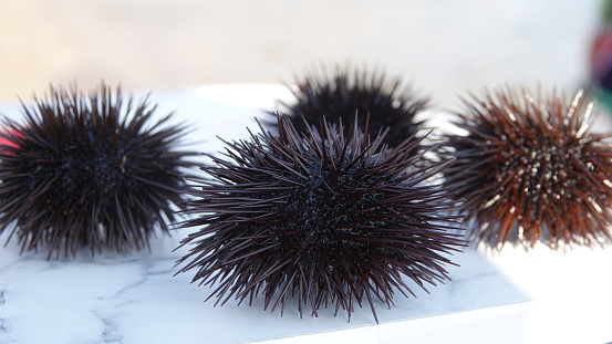 close up of sea urchins fresh out of the sea on a white background. sea urchins from the Aegean Sea.