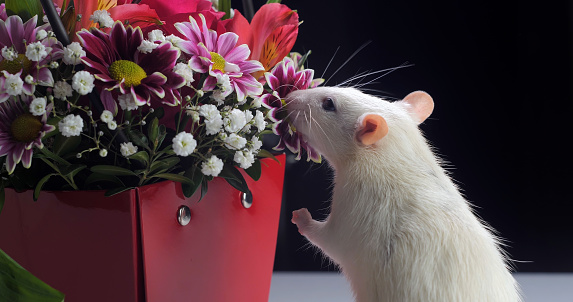 Close-up of white rat sniffs beautiful flowers.