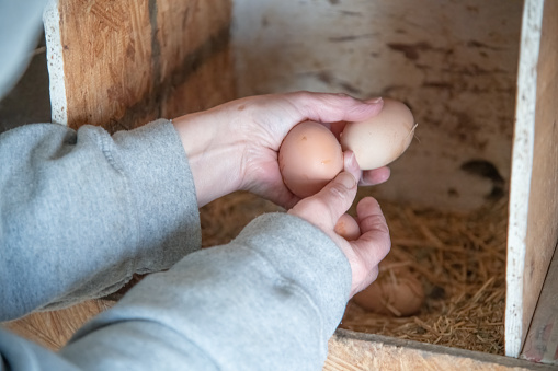 Gathering fresh chicken eggs from the hen house in rural Montana, USA.