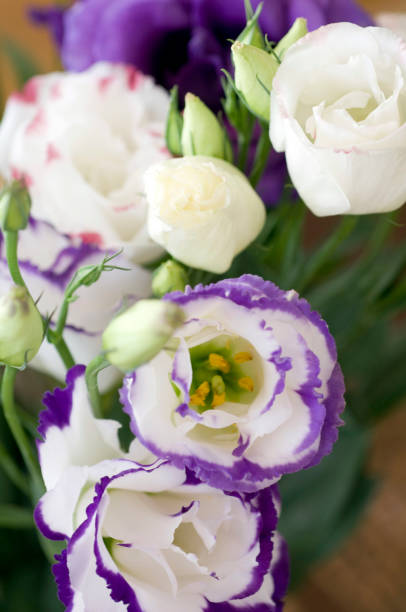 istock Lisianthus, treasures of nature. 1445527907
