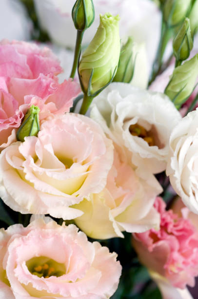 istock Lisianthus, treasures of nature. 1445527913