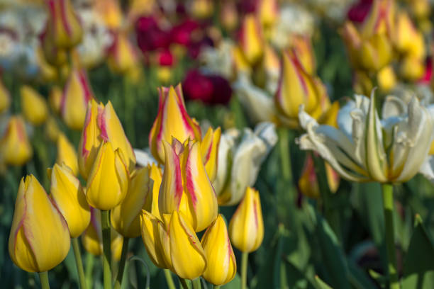 The annual tulip festival in Ottawa, beside the Rideau canal. The plush gardens full of a variety of colorful tulip flowers paint the city full of colour and are a must see attraction when visiting the capital of Canada during springtime