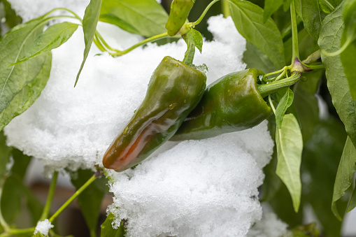 Close shot of padrón peppers growing outside in autumn after snowfall.
