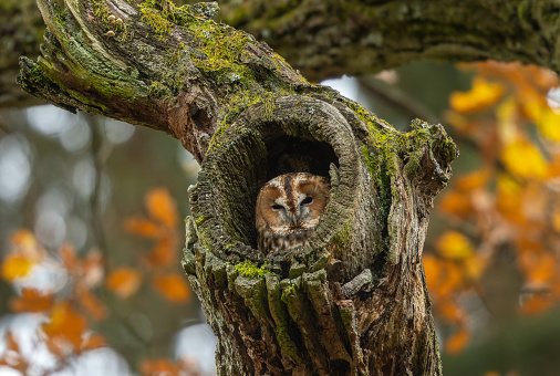 Brown tawny owl (Strix aluco) looking out of a tree hole.