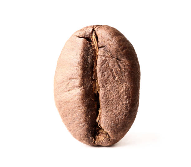 istock Macro image of coffee bean isolated on white background 1445530629