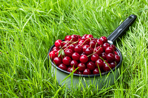 Sour  cherries in enameled handled pot on green grass