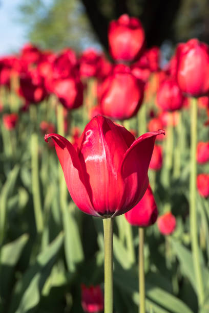 The annual tulip festival in Ottawa, beside the Rideau canal. The plush gardens full of a variety of colorful tulip flowers paint the city full of colour and are a must see attraction when visiting the capital of Canada during springtime