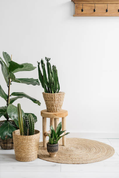 istock Home garden with different plants in wicker baskets 1445531513
