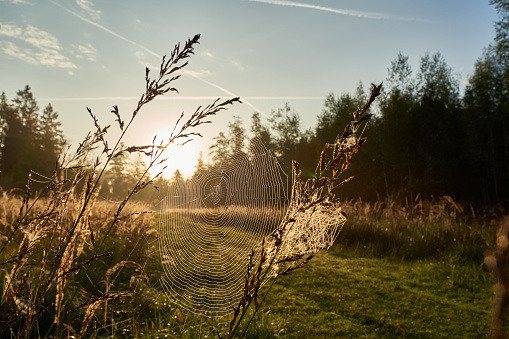 Spider web between tall grasses on the edge of the green path, sunrise. Germany, Schonbuch.