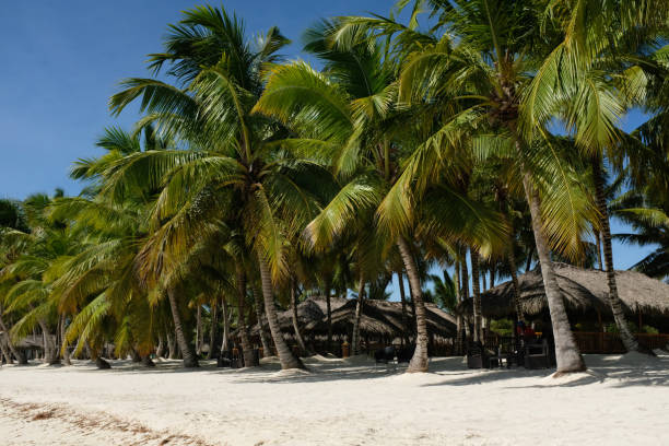 istock Peaceful Palm Tree Beach Wide Shot 1445533716
