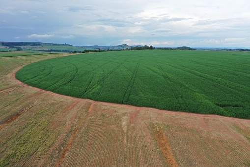aerial view of a corn field