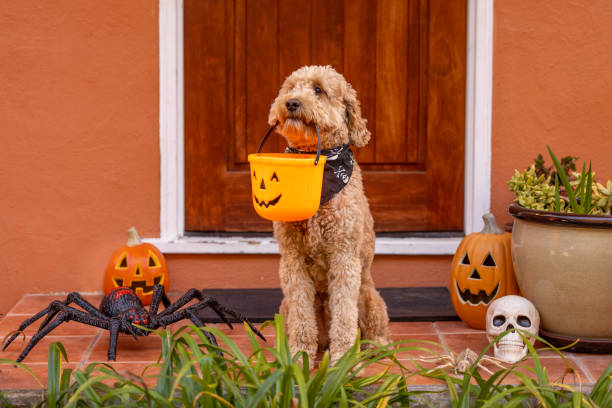 istock Happy Halloween Goldendoodle 1445537918