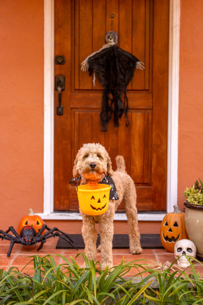 Stock photo of a Goldendoodle on a porch decorated for Halloween with pumpkins and decorations.