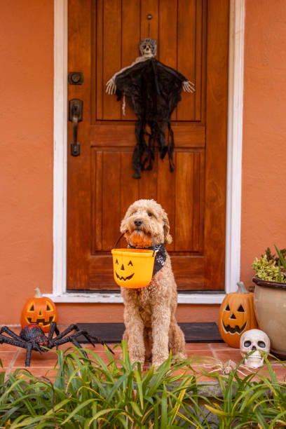 istock Happy Halloween Goldendoodle 1445537923
