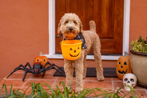 istock Happy Halloween Goldendoodle 1445537928