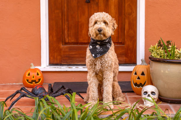 istock Happy Halloween Goldendoodle 1445537944