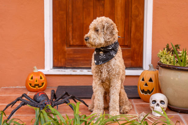 istock Happy Halloween Goldendoodle 1445537945