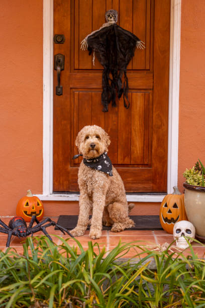 istock Happy Halloween Goldendoodle 1445537946