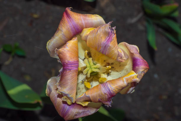 The annual tulip festival in Ottawa, beside the Rideau canal. The plush gardens full of a variety of colorful tulip flowers paint the city full of colour and are a must see attraction when visiting the capital of Canada during springtime