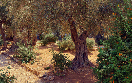 olive garden on Mount Shrovetide , Gethsemane Garden