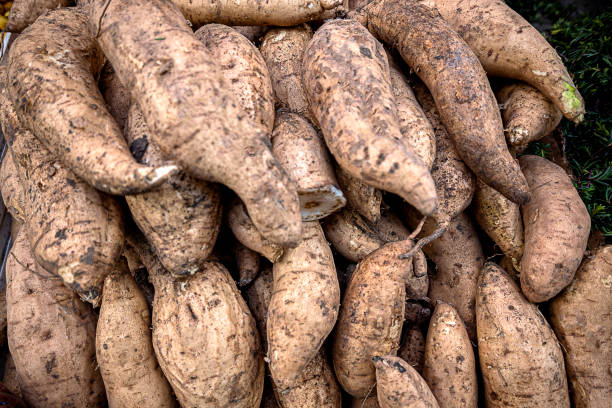 Pile cassava for tapioca flour industry, raw yucca tuber, cassava in top view for background