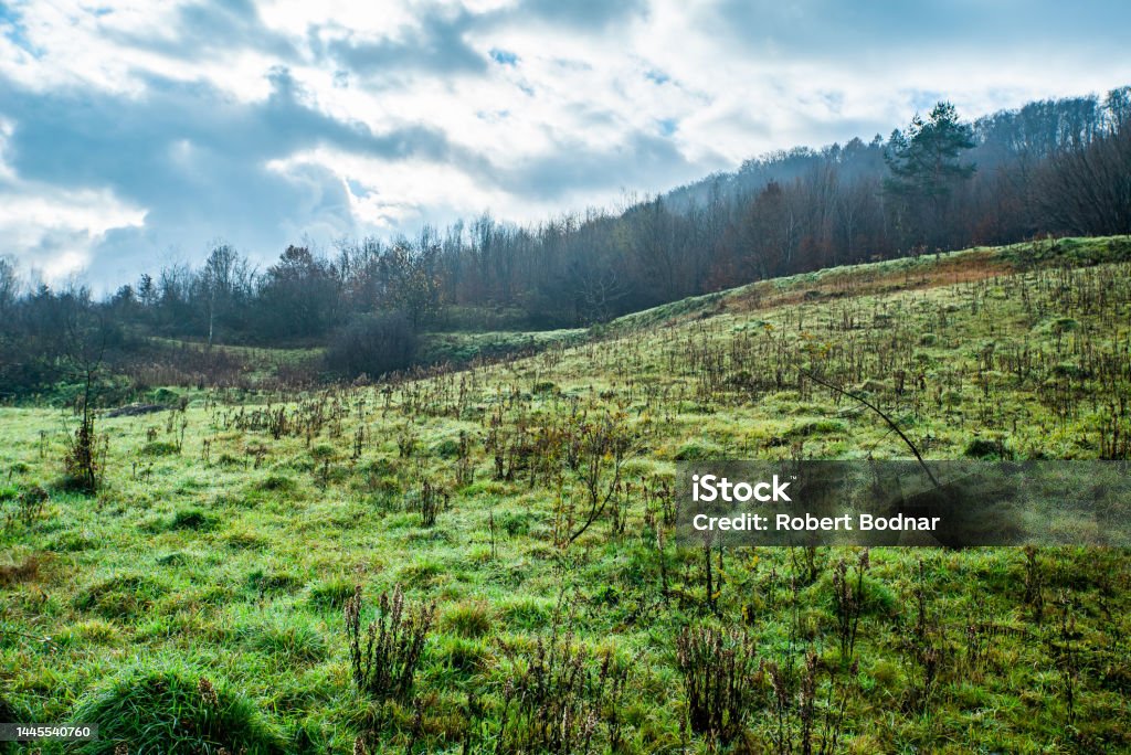 glade on the hill near the forest on a cloudy autumn day Agricultural Field Stock Photo