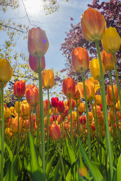 チューリップフェスティバルの春のカラフルなチューリップ - ottawa tulip festival ストックフォトと画像
