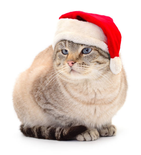 istock Kitten in Santa Claus Christmas hat. 1445545399