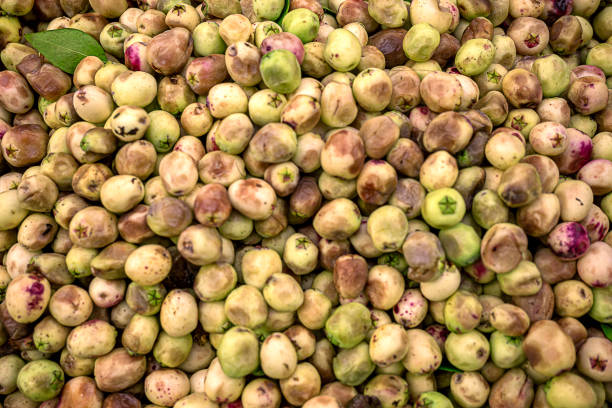 Myrtle berries fruit stock photo